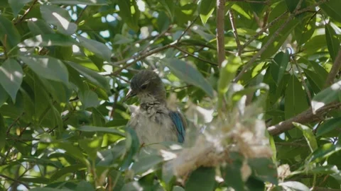 Blue wester scrub jay cleaning feathers Stock Footage 282213458