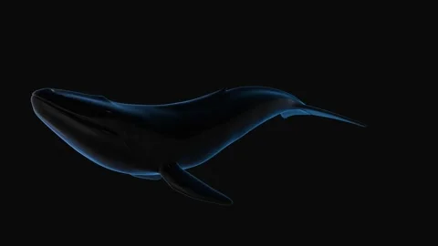 Blue whale 3d rendering. Black glossy whale loop rotation.  Stock Footage 140405470