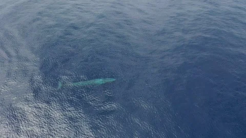 Blue Whale from above Vidéo 119689944