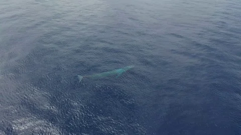 Blue Whale from above Stock Footage 119694588