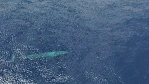 Blue Whale from the air Stock Footage 119689946