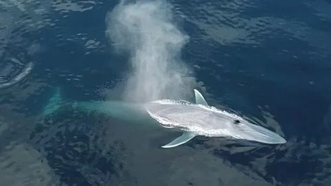 Blue Whale Breaching in the Deep Ocean Stock Footage 344602053