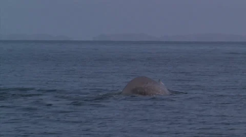 Blue Whale Diving 스톡 동영상 38317287