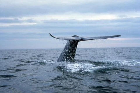 Blue Whale Diving Stock Photos