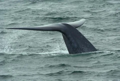Blue Whale Diving Stock Photos