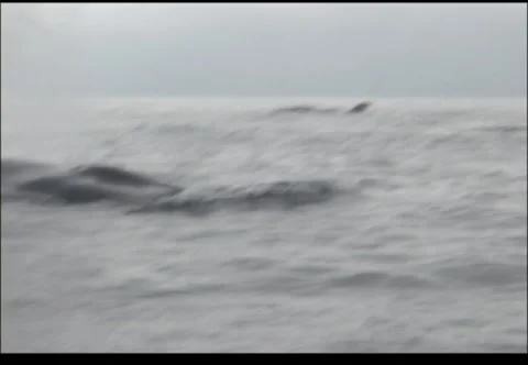 Blue Whale 스톡 동영상 2923627