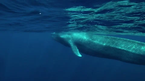 Blue Whale Gliding Beneath the Surface Video stock 339367676