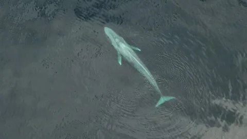Blue Whale Gliding Gracefully Through the Deep Pacific Ocean During Midday Light Stock Footage 344601931