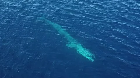 Blue Whale Gliding Through the Deep Blue Pacific Ocean on a Sunny Afternoon Stock Footage 344601802