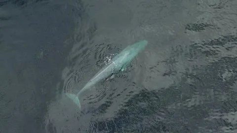 Blue Whale Gliding Through Deep Pacific Ocean Waters During a Calm Morning Hour Stock Footage 344601969