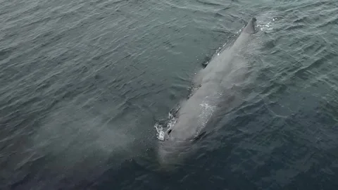 Blue Whale Gliding Through Deep Pacific Ocean Waters at Dawn Video stock 344602211