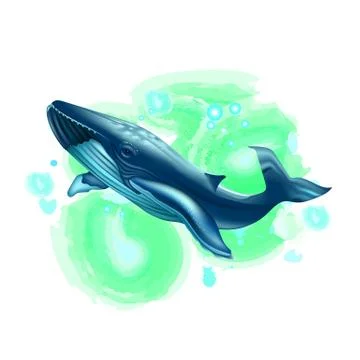 Blue whale Stock Illustration