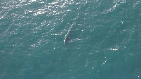 Blue Whale Pacific Stock Footage 259743684