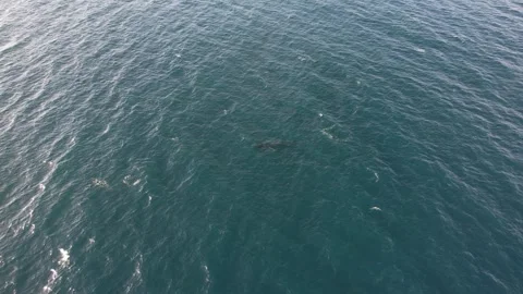Blue Whale Pacific Stock Footage 259743791