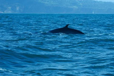 Blue Whale Stock Photos