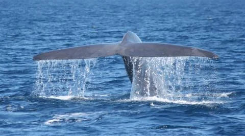 Blue Whale Stock Photos