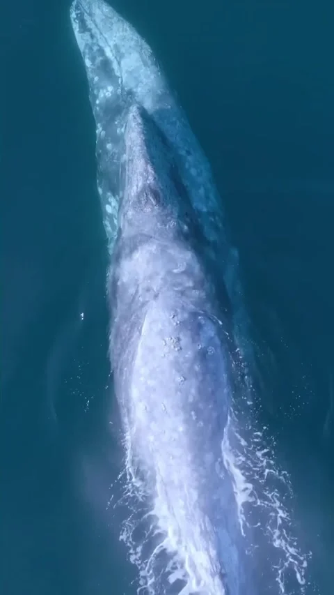 Blue whale in the sea Stock Footage 319730049