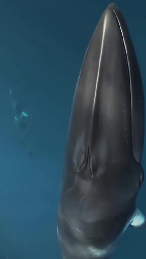 Blue whale in the sea Stock Footage 321511271