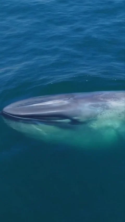 Blue whale in the sea Stock Footage 328704075