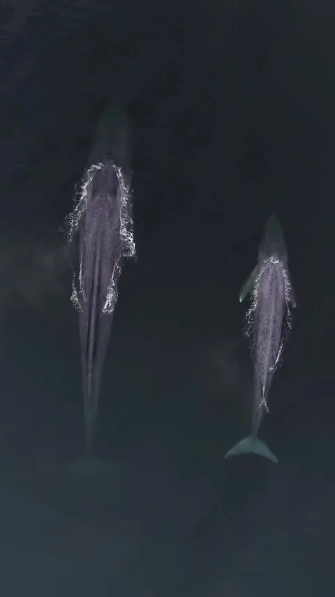 Blue whale in the sea Stock Footage 328704089