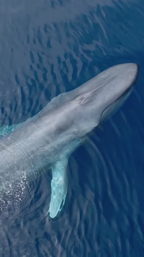Blue whale in the sea Vidéo 329854875
