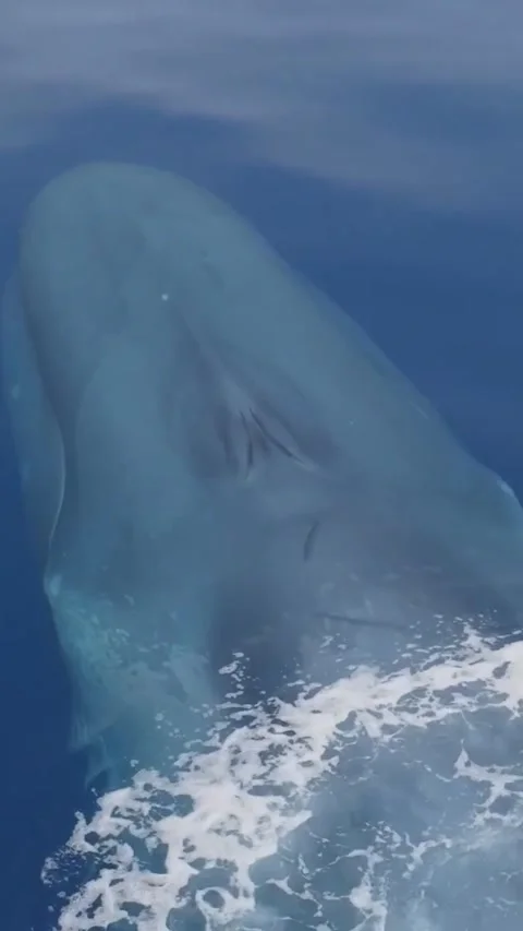 Blue whale in the sea Vidéo 330065514