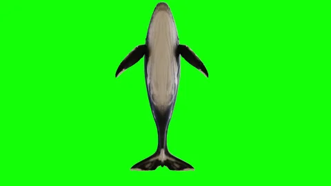 A blue whale seen from below. a blue whale swimming on a green background Stock Footage 312077001