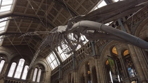 Blue whale skeleton in the main hall of the Natural History Museum of London, UK Stock Footage 113399000