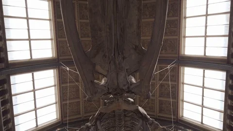 Blue whale skeleton in the main hall of the Natural History Museum of London, UK Stock Footage 113399424