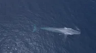 Blue Whale Swims In Calm Ocean, 4K Aerial Stock Footage