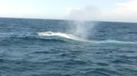 Blue whale with tail Stock Footage 12178721