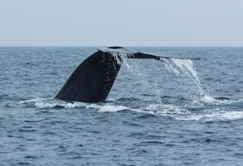 Blue Whale Tail Stock Photos