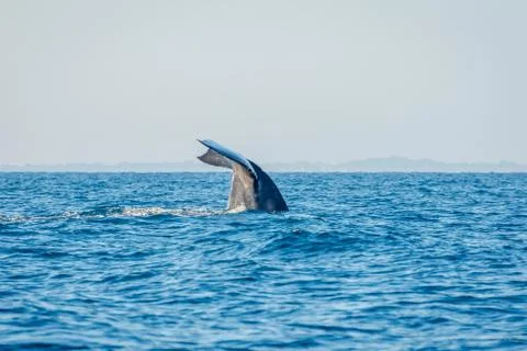 Blue whale tail Stock Photos