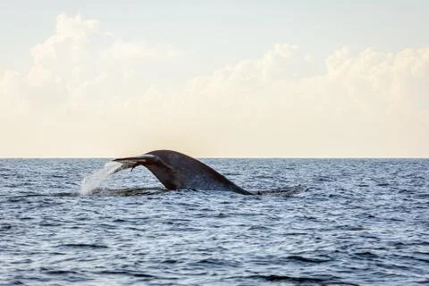 Blue whale tail Stock Photos
