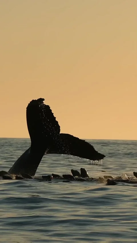 Blue whale tails Vídeo Stock 328528530