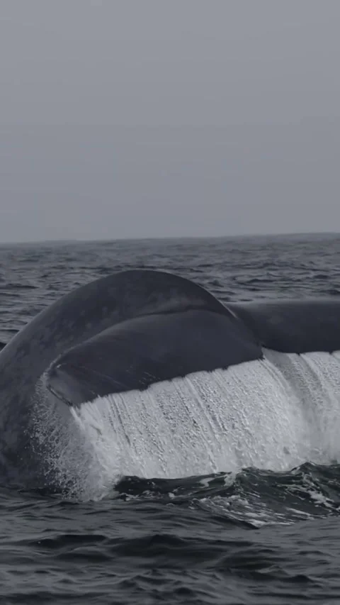 Blue whale tails Vídeo Stock 328528540