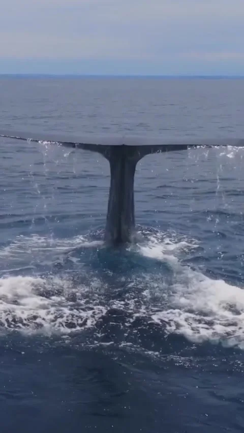Blue whale tails Vidéo 330195314