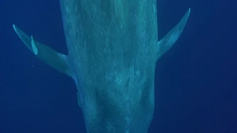 Blue Whale - Trincomalee - Diving down extremely close to camera Stock Footage 117961787