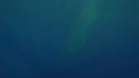 Blue Whale - Trincomalee - Diving from surface Stock Footage 117961440