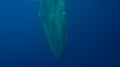 Blue Whale - Trincomalee - Whale diving down1 Vidéo 117701438