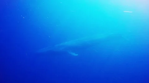 Blue Whale underwater Vidéo 98411058