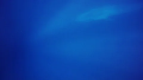 Blue Whale underwater Vidéo 98411286