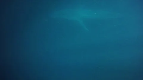 Blue Whale underwater Vídeo Stock 98411297