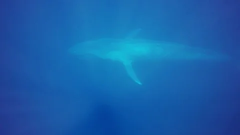 Blue Whale underwater Видео 98411306