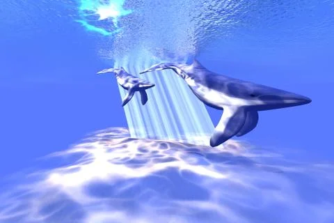 Blue whales Stock Illustration