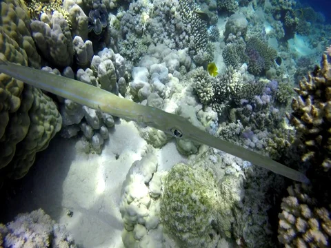 Blue Whistle in Corals Stock Footage 73544709