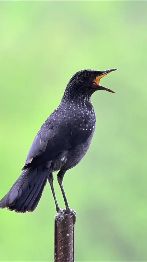 Blue Whistling Thrush Continuous Song on Post Vídeos de archivo 342722250