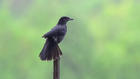 Blue Whistling Thrush Full Body Close-up Calling on Post Stock-Footage 342593437