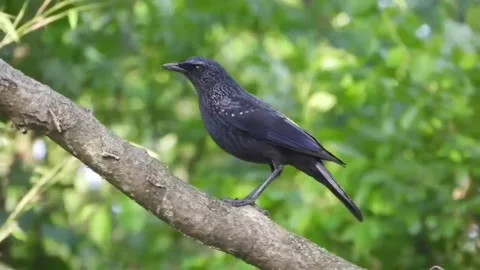Blue whistling thrush perched on a tree branch in a natural forest setting Видео 336033600