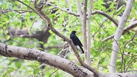 Blue whistling thrush posing in Corbett national park Stock Footage 266690826